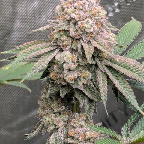 Candied Organges growlog timeline photo