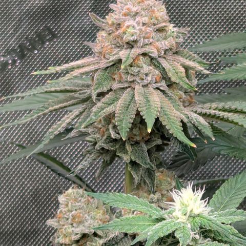 Candied Organges growlog timeline photo