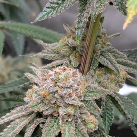 Candied Organges growlog timeline photo