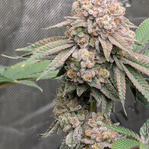 Candied Organges growlog timeline photo