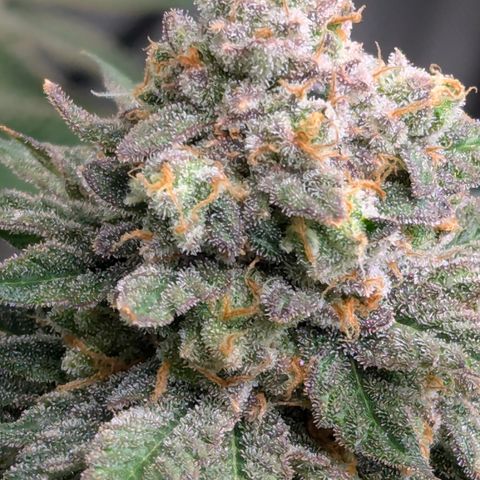 Candied Organges growlog timeline photo