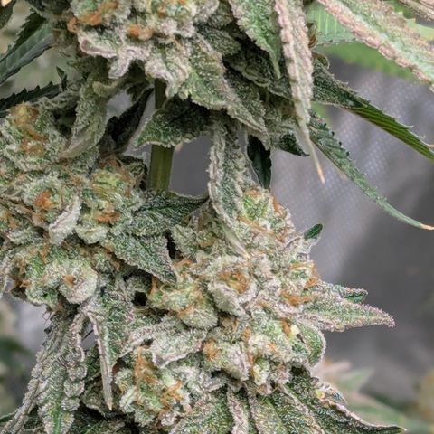 Candied Organges growlog timeline photo
