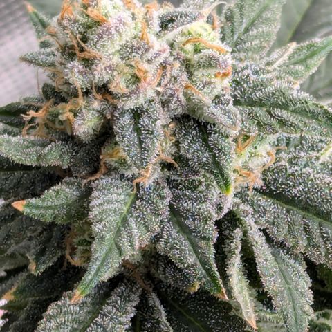 Candied Organges growlog timeline photo
