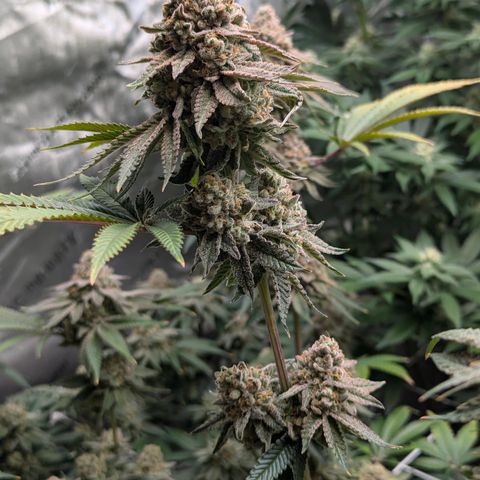 Candied Organges growlog timeline photo