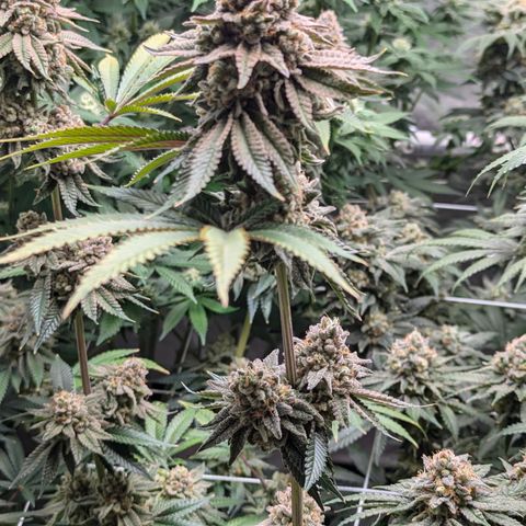 Candied Organges growlog timeline photo