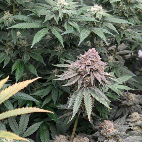 Candied Organges growlog timeline photo
