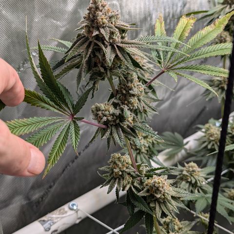 Candied Organges growlog timeline photo