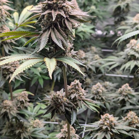Candied Organges growlog timeline photo