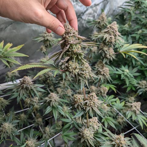 Candied Organges growlog timeline photo
