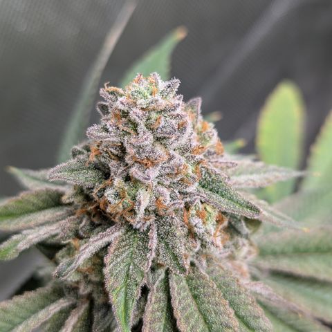 Candied Organges growlog timeline photo