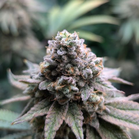 Candied Organges growlog timeline photo