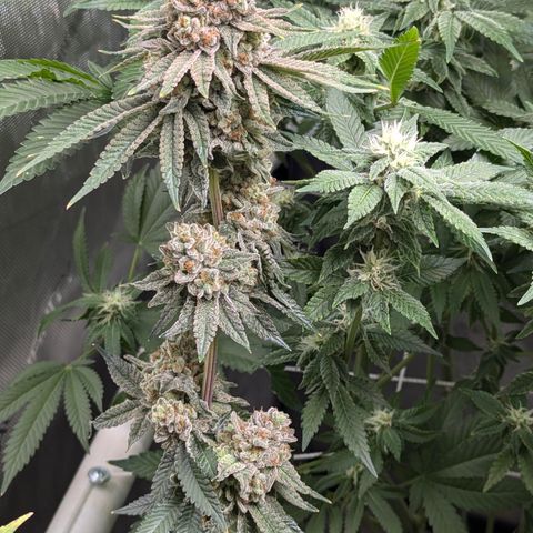 Candied Organges growlog timeline photo