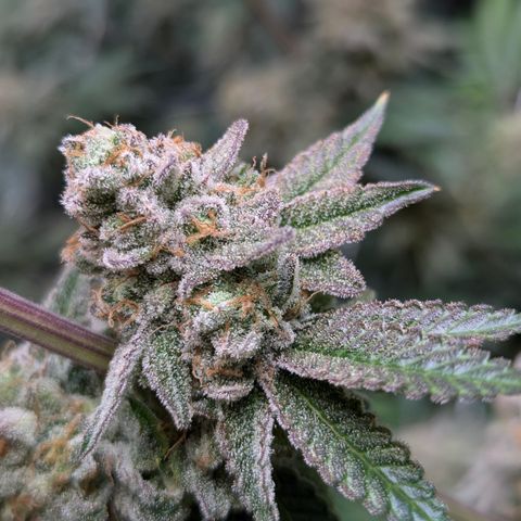 Candied Organges growlog timeline photo