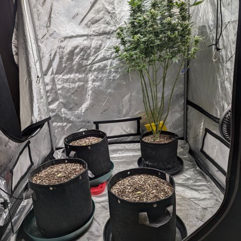 Champaya #5 growlog timeline photo