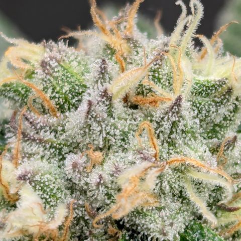 Champaya #5 growlog timeline photo