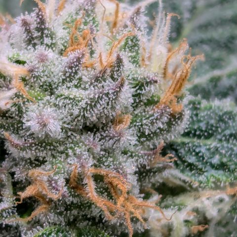 Champaya #5 growlog timeline photo