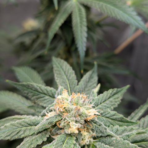Champaya #5 growlog timeline photo