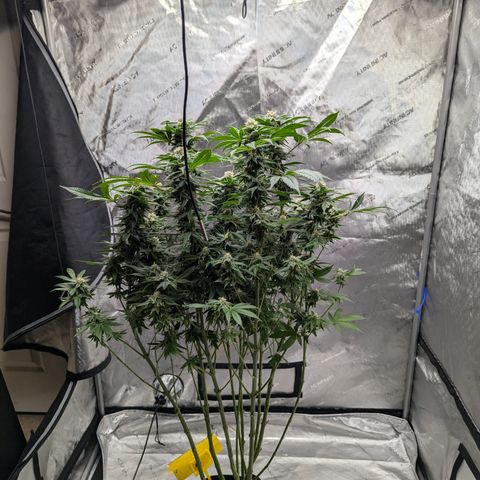 Champaya #5 growlog timeline photo