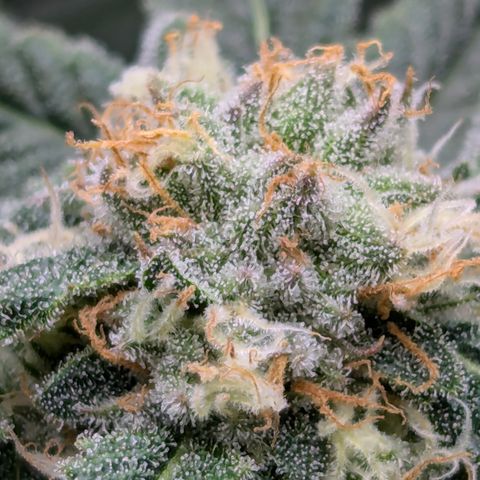 Champaya #5 growlog timeline photo