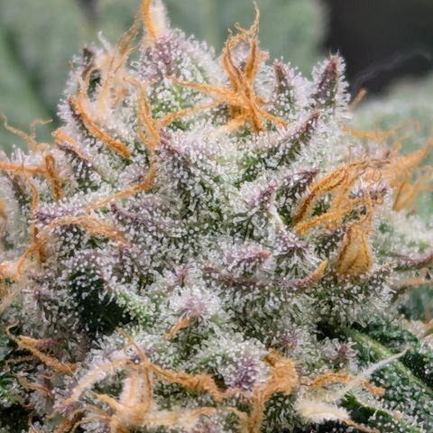Champaya #5 growlog timeline photo
