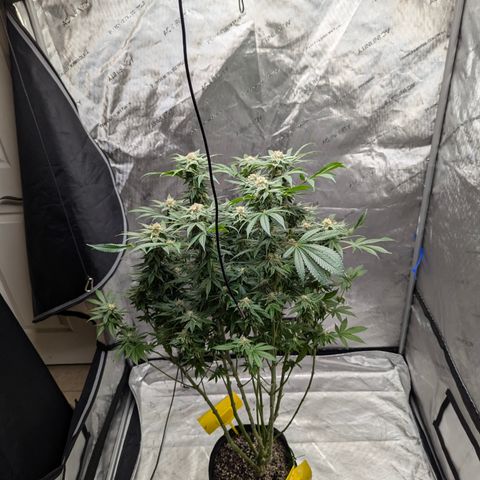 Champaya #5 growlog timeline photo
