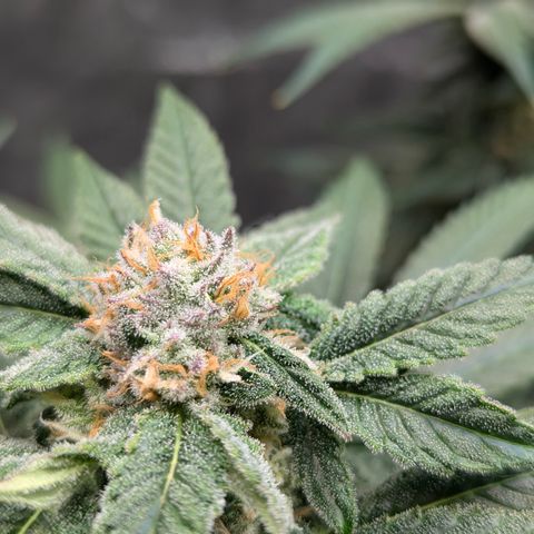 Champaya #5 growlog timeline photo