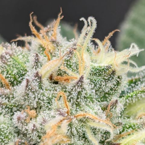 Champaya #5 growlog timeline photo