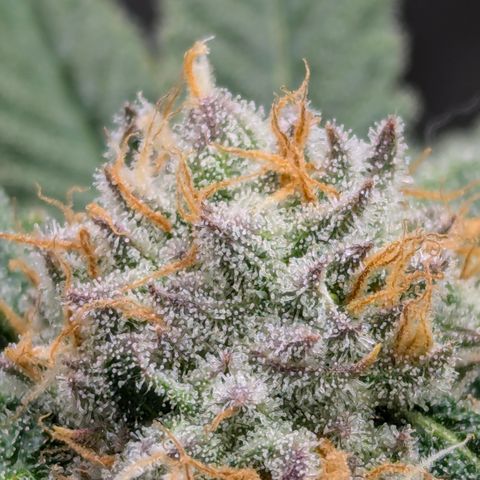 Champaya #5 growlog timeline photo