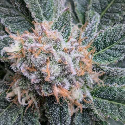Champaya #5 growlog timeline photo