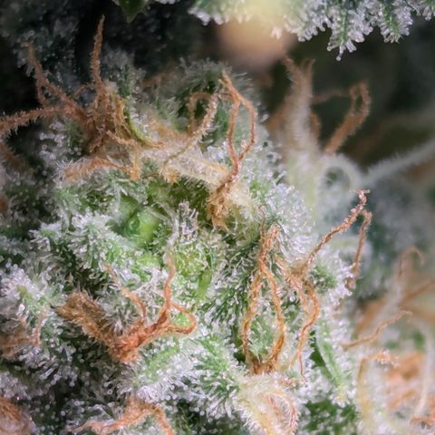 Champaya #5 growlog timeline photo
