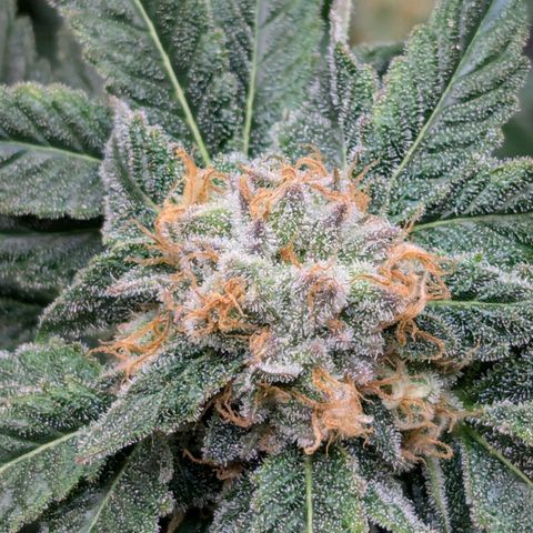 Champaya #5 growlog timeline photo