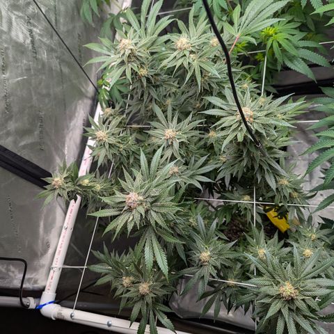 Champaya #5 growlog timeline photo