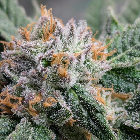 Champaya #5 growlog timeline photo