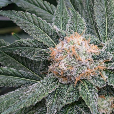 Champaya #5 growlog timeline photo