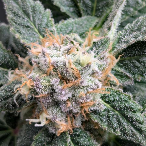 Champaya #5 growlog timeline photo