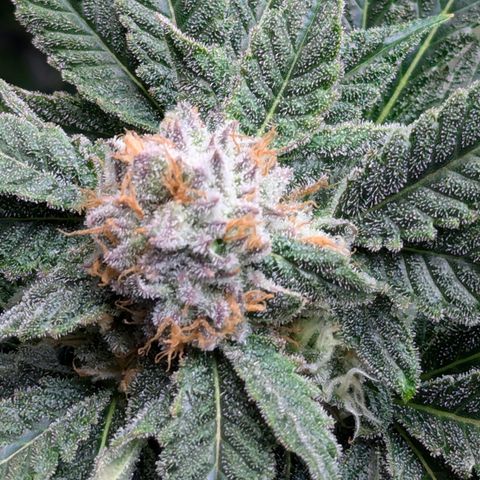 Champaya #5 growlog timeline photo