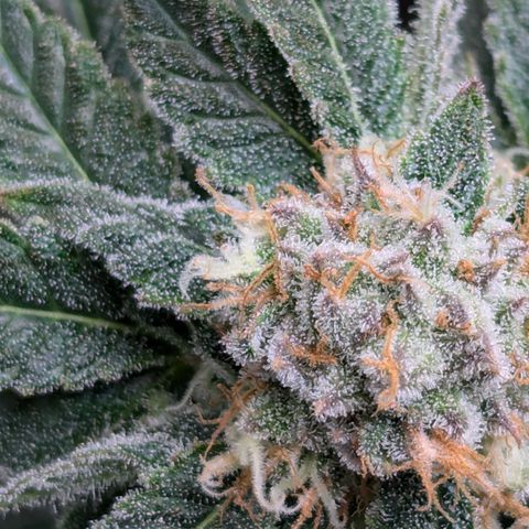 Champaya #5 growlog timeline photo