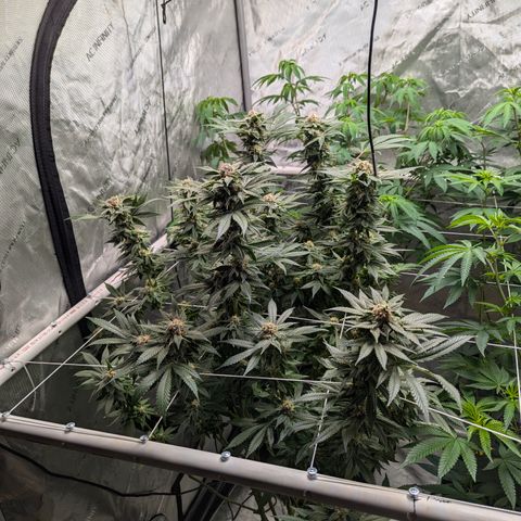 Champaya #5 growlog timeline photo