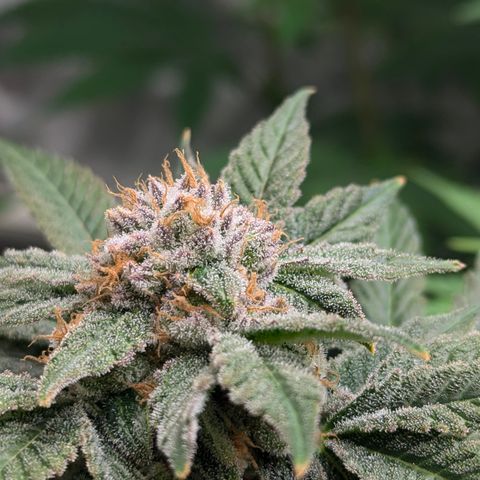 Champaya #5 growlog timeline photo
