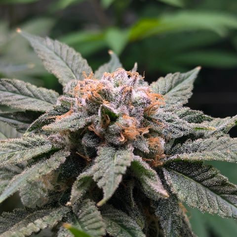 Champaya #5 growlog timeline photo