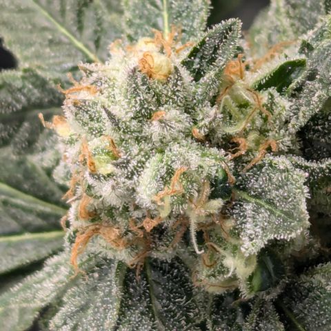 Champaya #5 growlog timeline photo