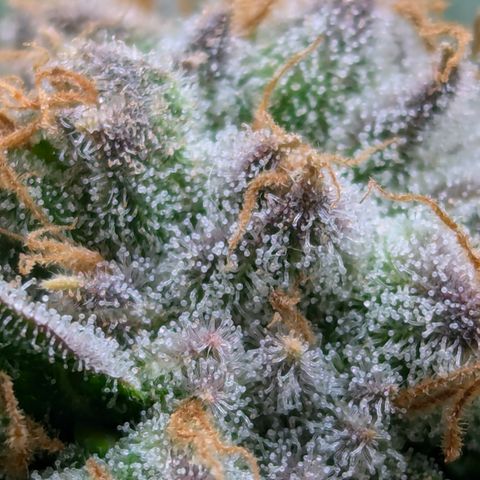 Champaya #5 growlog timeline photo