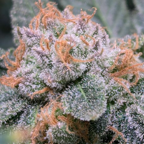 Champaya #5 growlog timeline photo