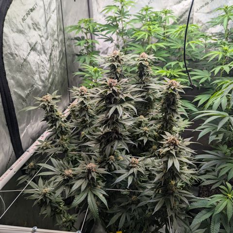 Champaya #5 growlog timeline photo