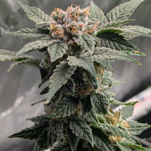 Champaya #5 growlog timeline photo