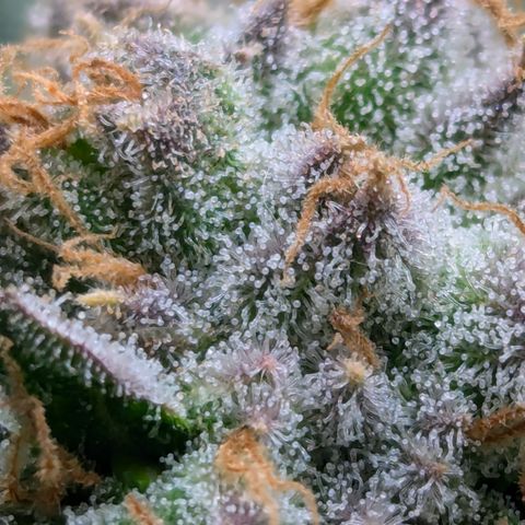 Champaya #5 growlog timeline photo