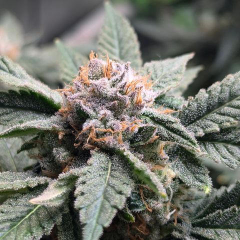 Champaya #5 growlog timeline photo