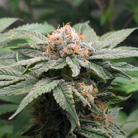 Champaya #5 growlog timeline photo