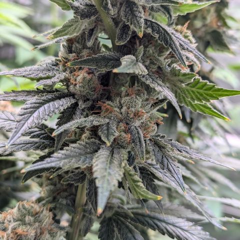 Champaya #5 growlog timeline photo