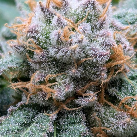 Champaya #5 growlog timeline photo